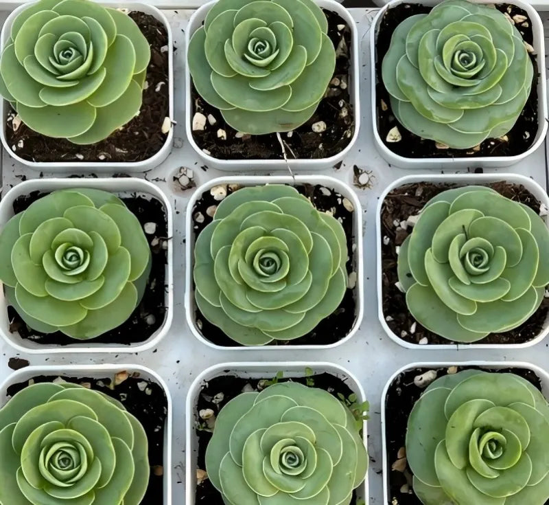 Aeonium Pseudotabuliforme Soil Song