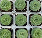Aeonium Pseudotabuliforme Soil Song