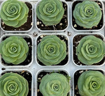 Aeonium Pseudotabuliforme Soil Song