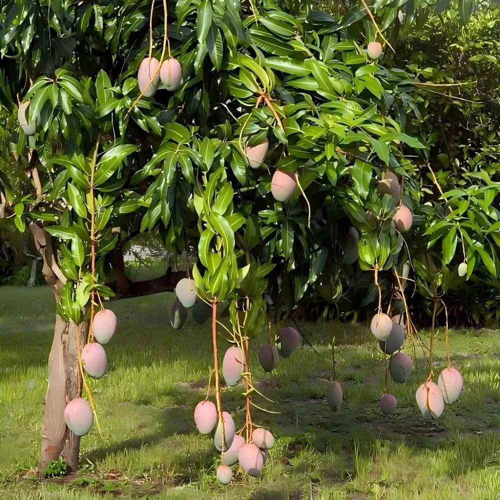 Pickering Mango Tree