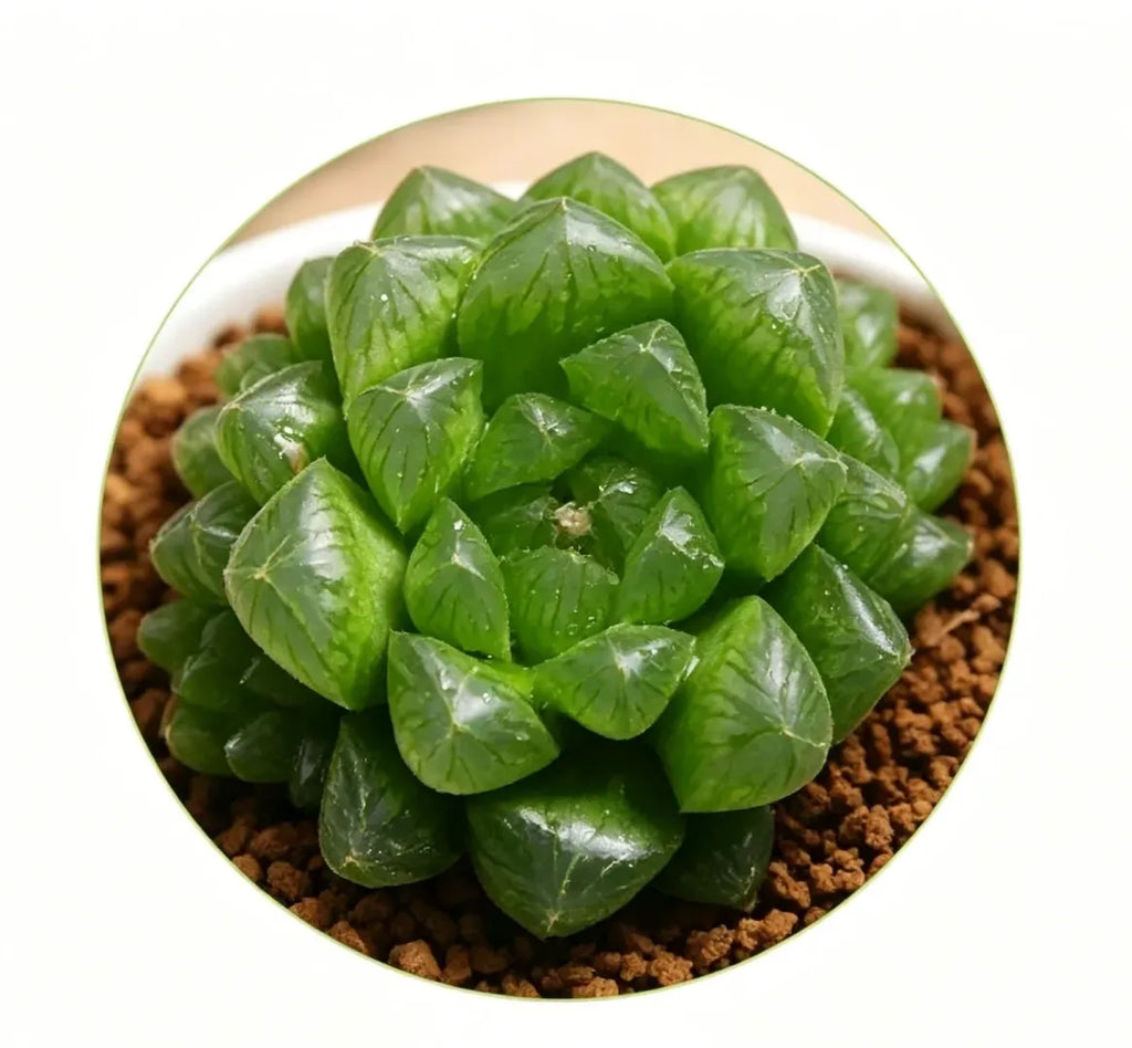 Haworthia cooperi Ice Lantern succulent compact green rosette in gritty soil
