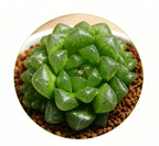 Haworthia cooperi Ice Lantern succulent compact green rosette in gritty soil