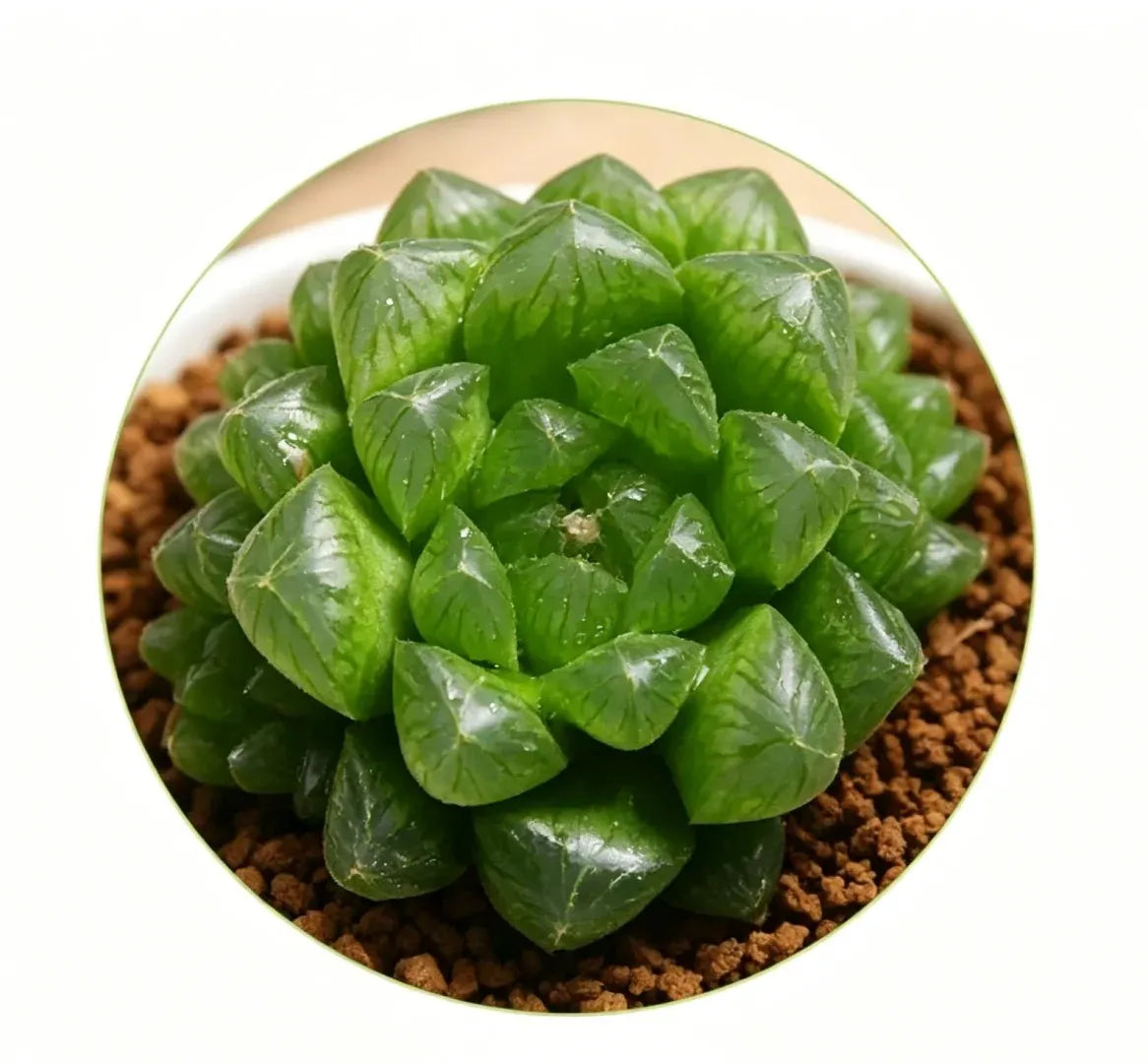 Haworthia cooperi Ice Lantern succulent compact green rosette in gritty soil