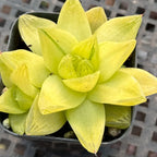 Haworthia Cymbiformis 'Xantha Gold' - 2.5'' mysoilsong