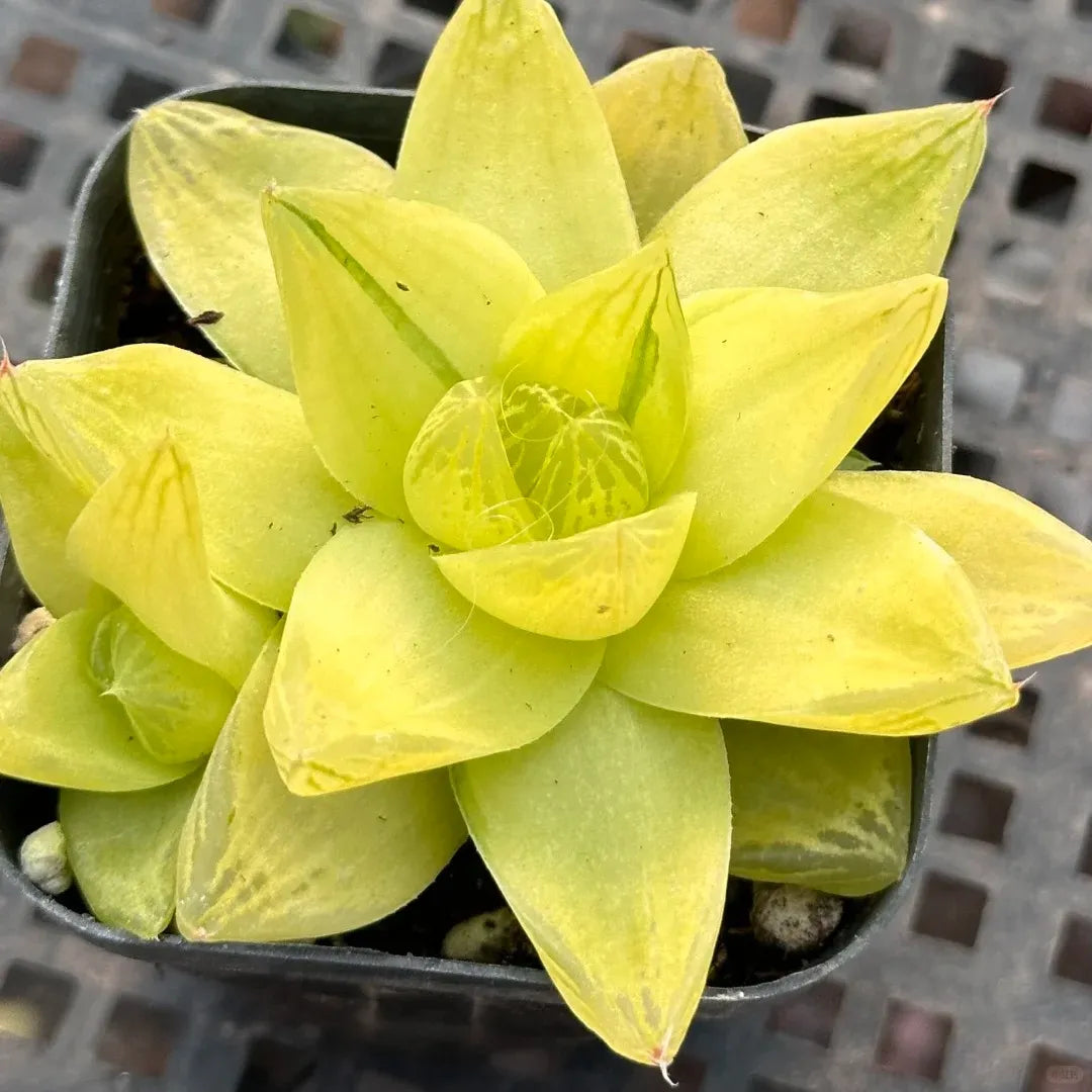 Haworthia Cymbiformis 'Xantha Gold' - 2.5'' mysoilsong