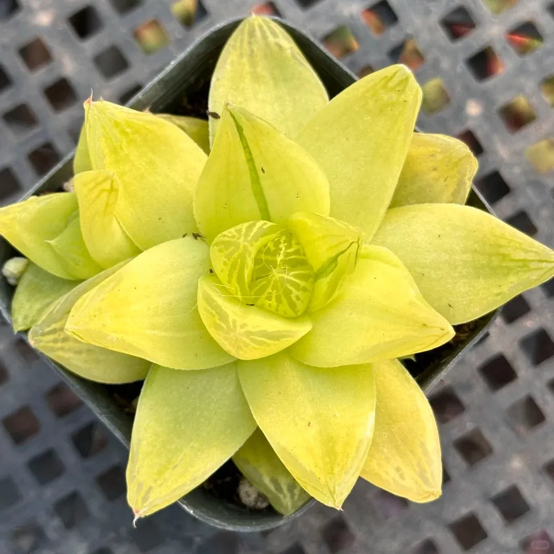 Haworthia Cymbiformis 'Xantha Gold' - 2.5'' mysoilsong