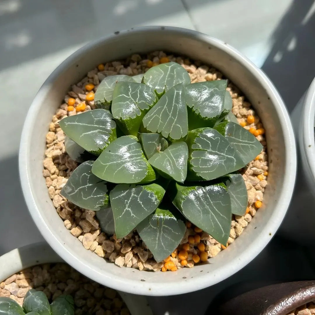 Haworthia Tsukikage mysoilsong