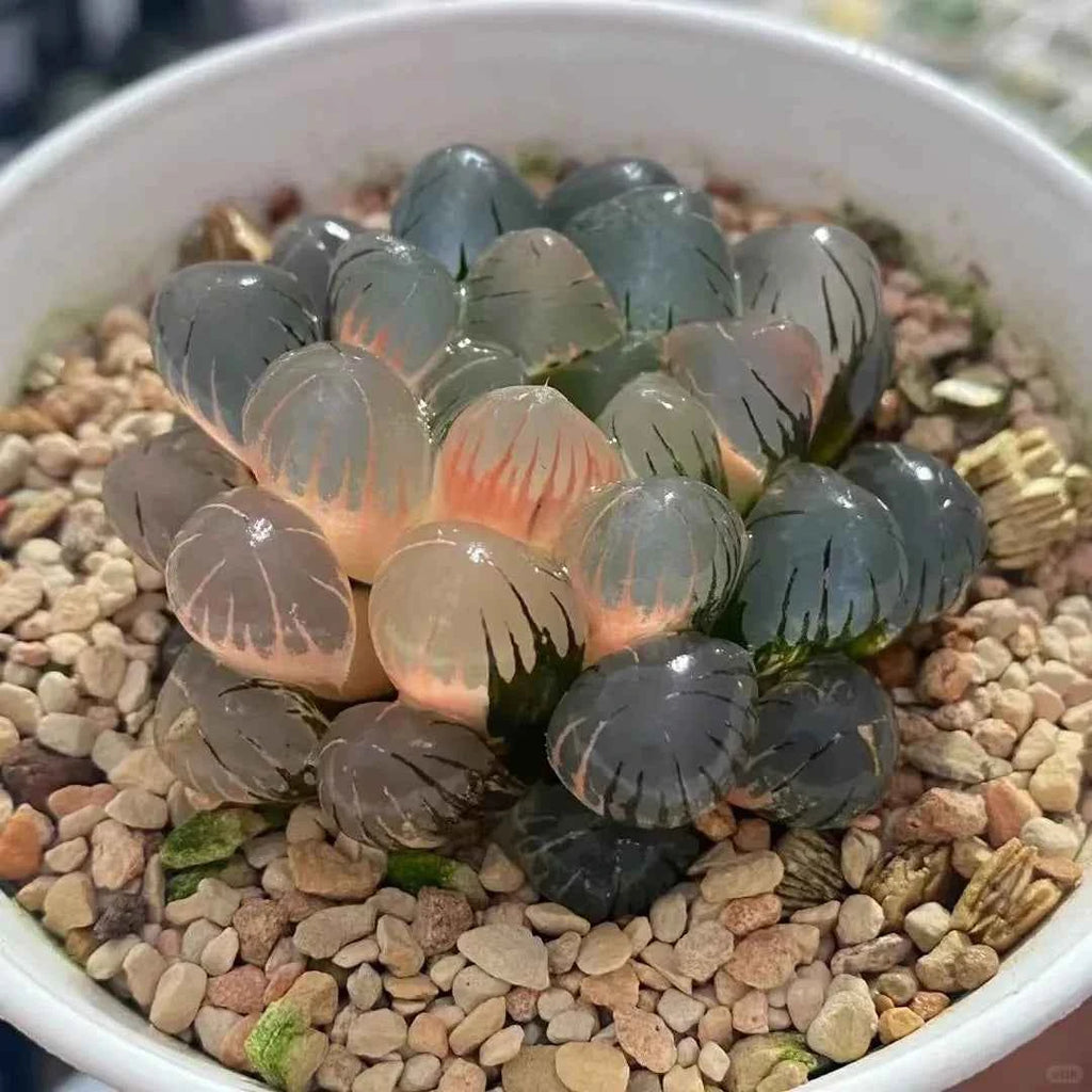 Haworthia cooperi Ice Lantern Variegated - 2'' mysoilsong