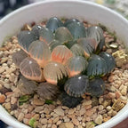 Haworthia cooperi Ice Lantern Variegated - 2'' mysoilsong