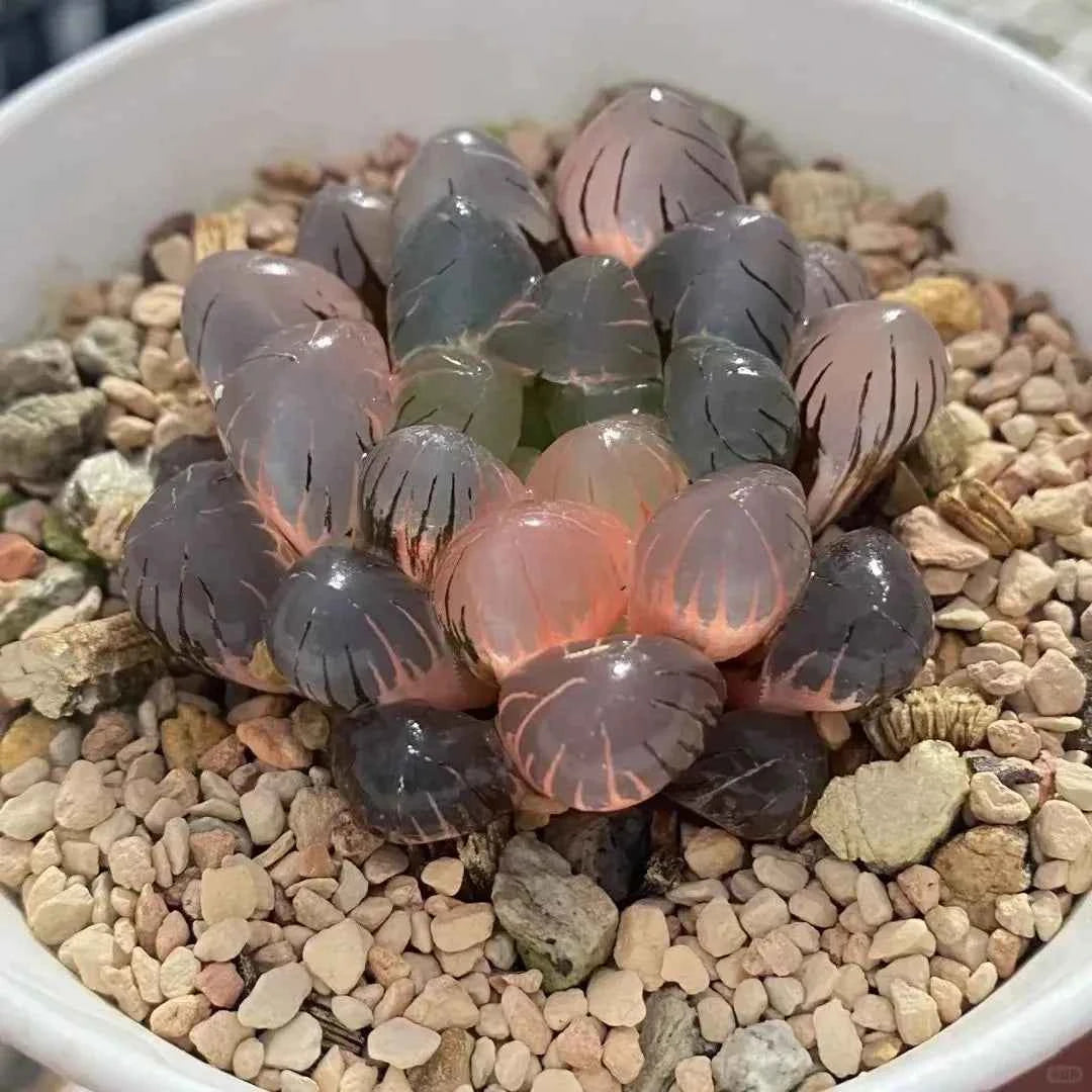 Haworthia cooperi Ice Lantern Variegated - 2'' mysoilsong