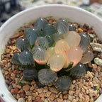 Haworthia cooperi Ice Lantern Variegated - 2'' mysoilsong