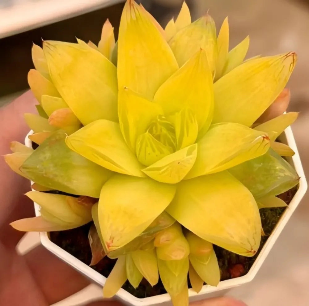Haworthia Cymbiformis Golden Soil Song