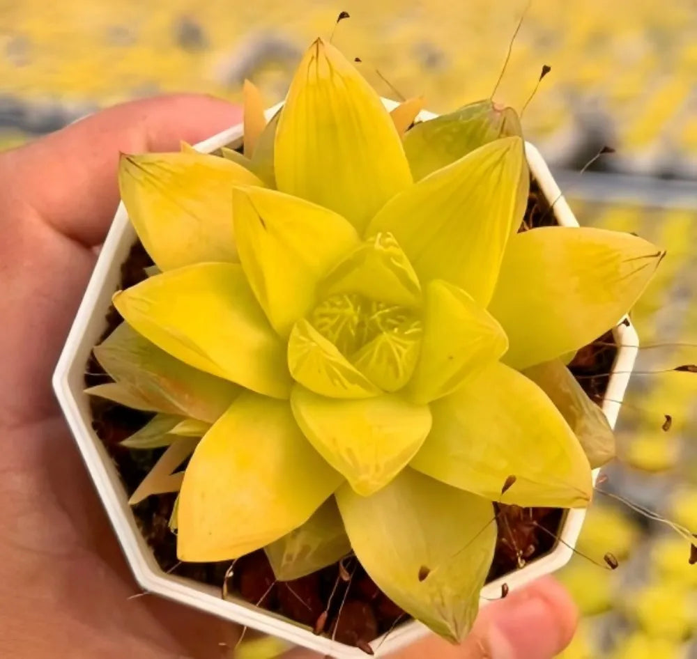 Haworthia Cymbiformis Golden Soil Song