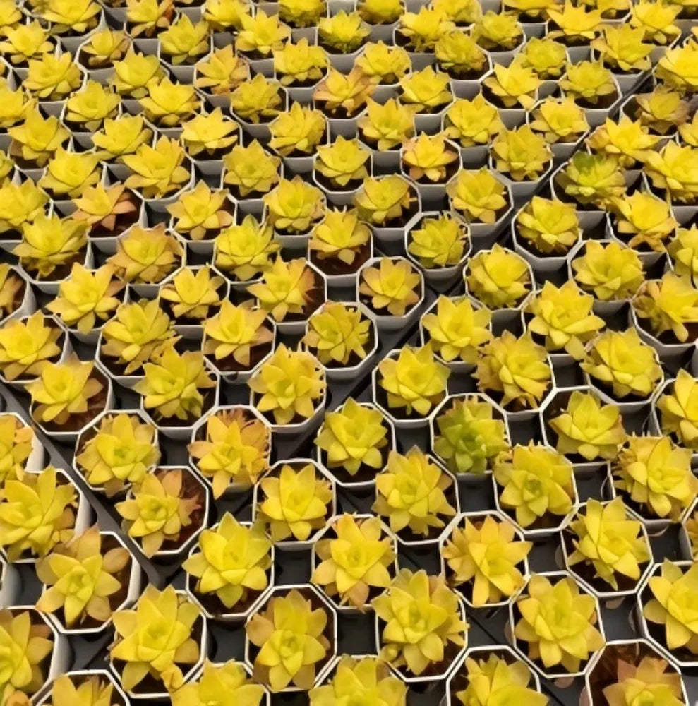 Tray of golden Haworthia succulent rosettes in small hex pots, yellow leaves