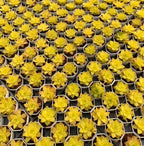 Tray of golden Haworthia succulent rosettes in small hex pots, yellow leaves