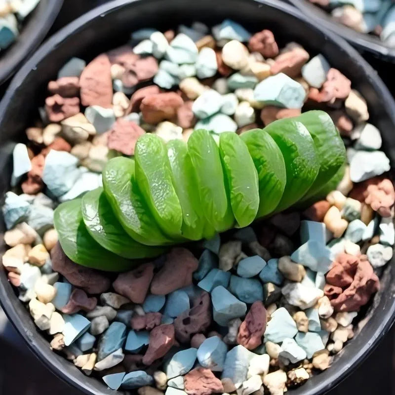 Haworthia Truncata - 2'' Soil Song