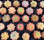 Assorted pastel succulents in small black 2-inch pots
