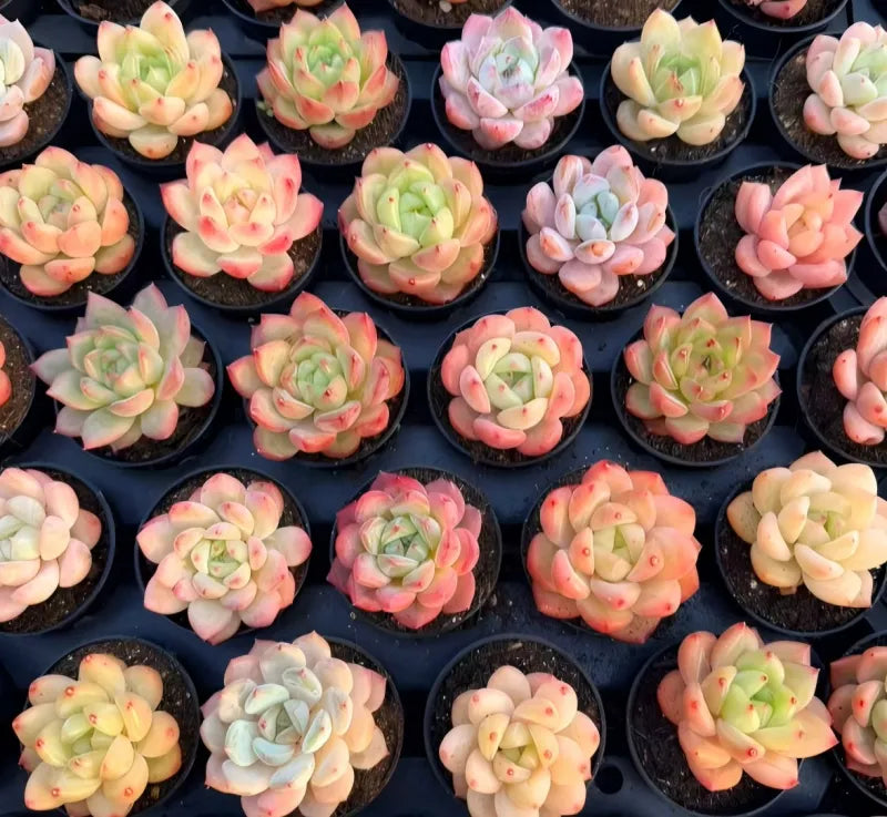 Assorted pastel succulents in small black 2-inch pots
