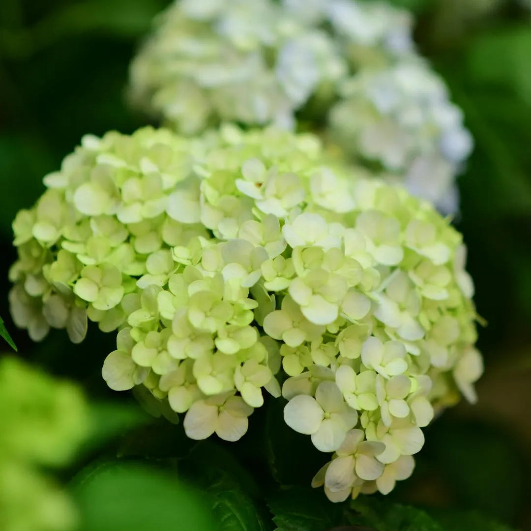 Cream white hydrangea bloom with green foliage at Soil Song