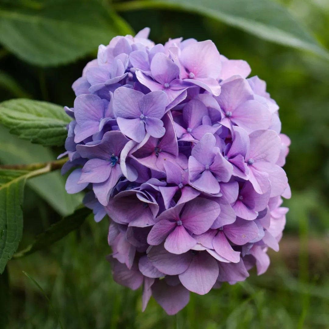 Hydrangea Macrophylla lavender bloom from Soil Song
