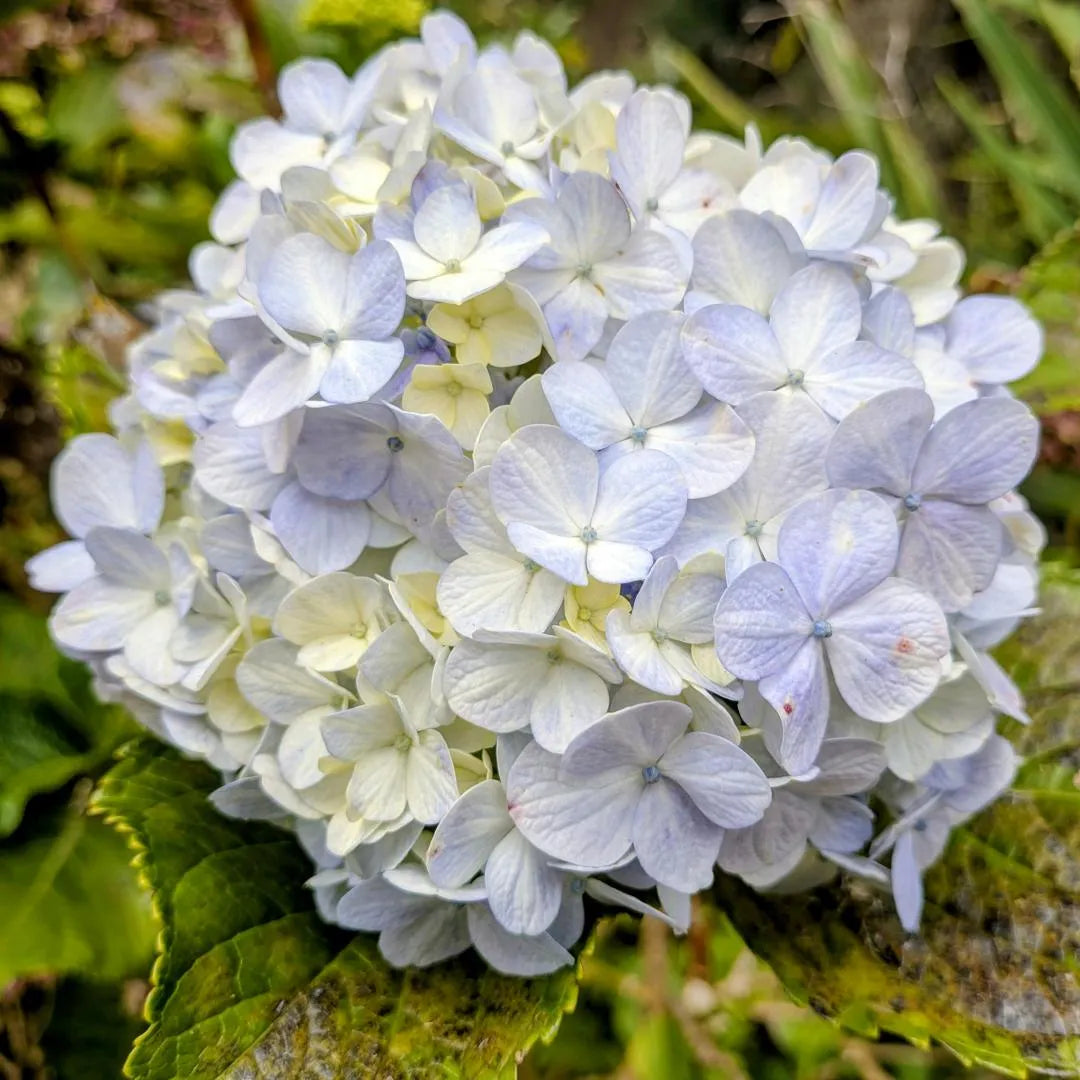 Pure white mophead hydrangea blooms with green foliage at Soil Song