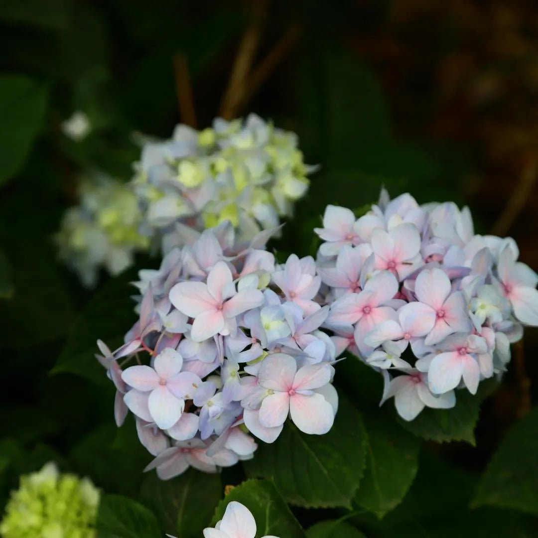 Pastel pink-blue gradient hydrangeas with lush green leaves at Soil Song