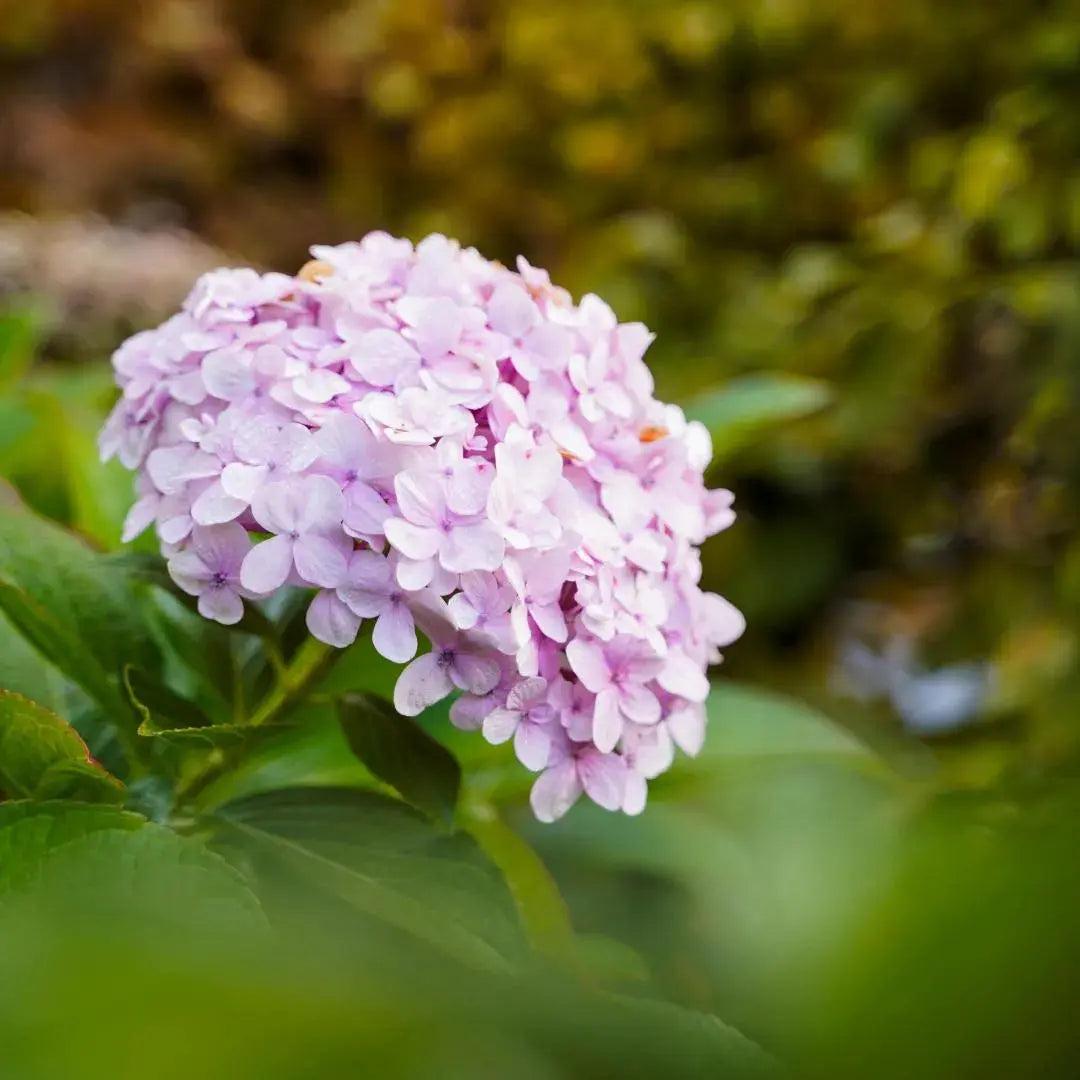 Hydrangea Macrophylla Soft Pink Bloom Soil Song