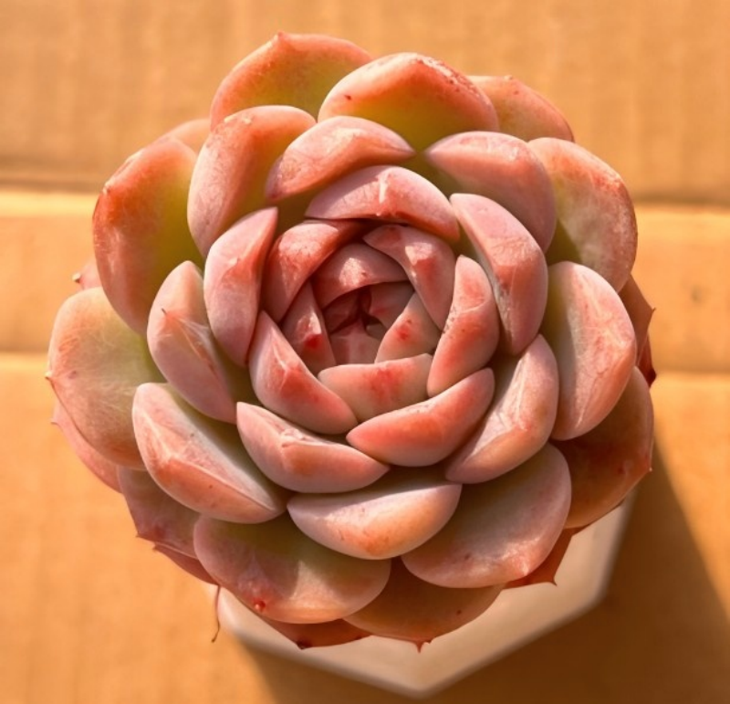 Pink layered succulent rosette in small pot