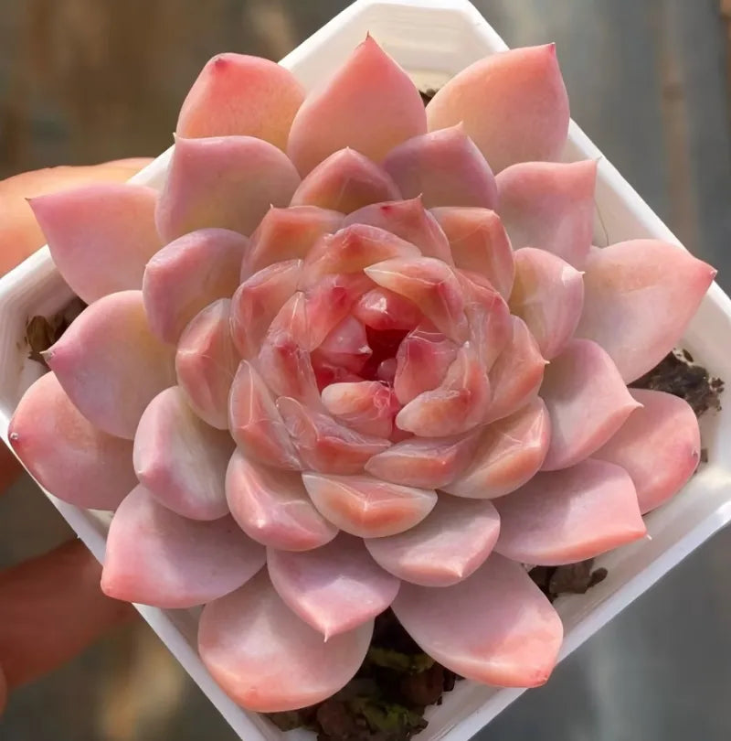 Ice Soul succulent in 3-inch pot, pink peach rosette