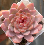 Ice Soul succulent in 3-inch pot, pink peach rosette