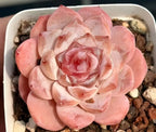 Pink rosette succulent in small white pot with gravel top and layered petals