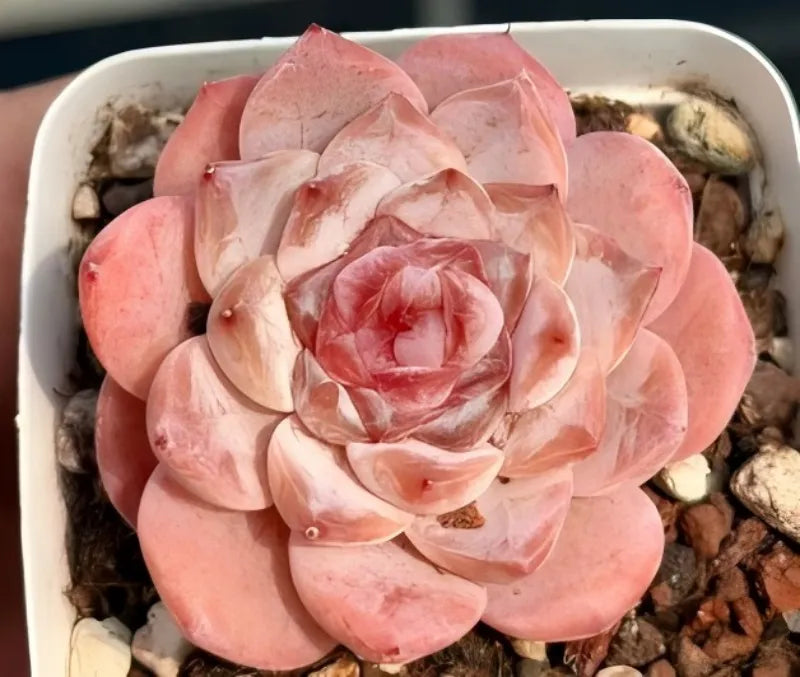 Pink rosette succulent in small white pot with gravel top and layered petals