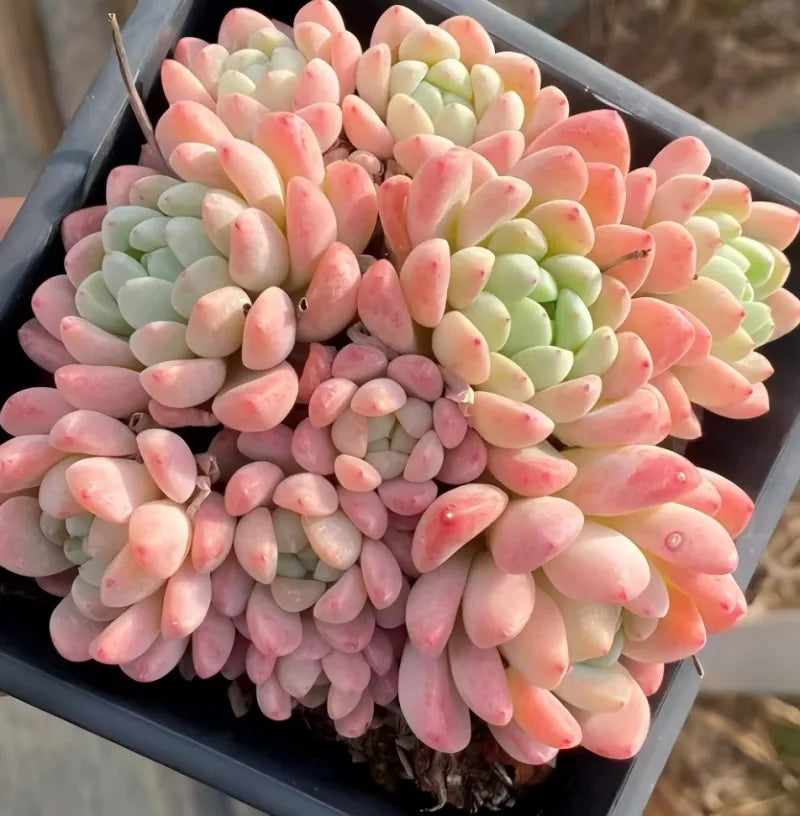 Jade ring succulent, dense rosette with pink petals and green centers in tray pot