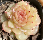 Succulent rosette in a 3-inch pot, pale yellow-green petals with pink tips