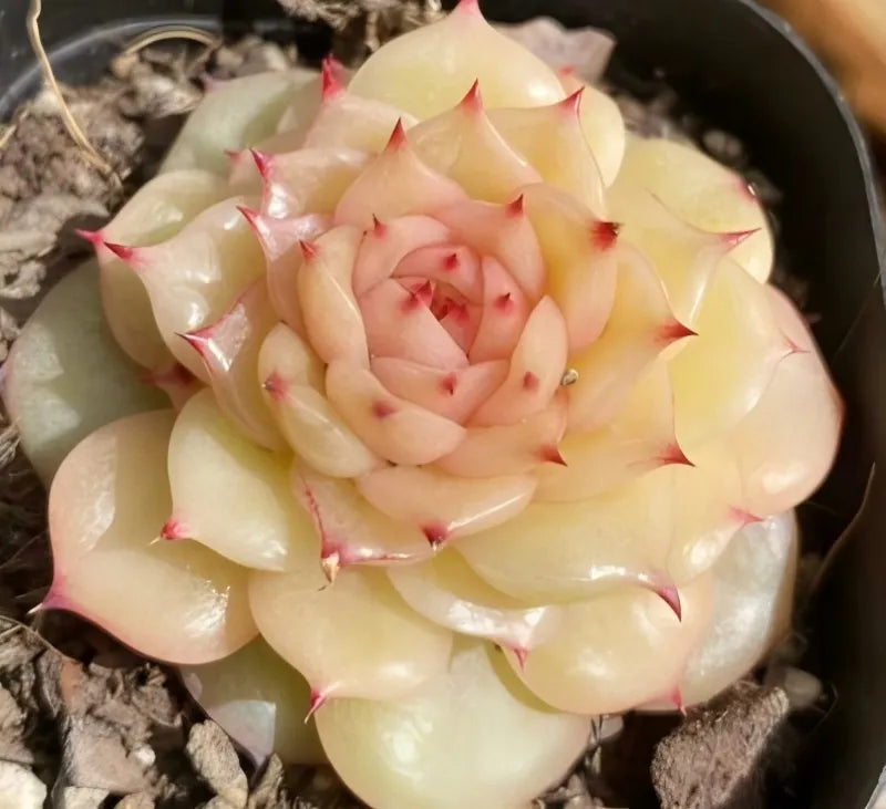 Succulent rosette in a 3-inch pot, pale yellow-green petals with pink tips