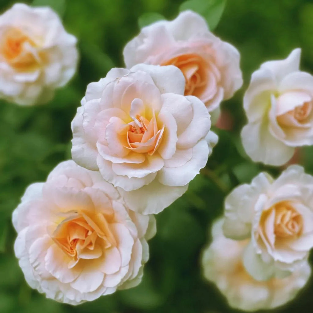 Juliet Rose sapling with soft pink-white blooms and orange centers at Soil Song