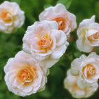 Juliet Rose sapling with soft pink-white blooms and orange centers at Soil Song
