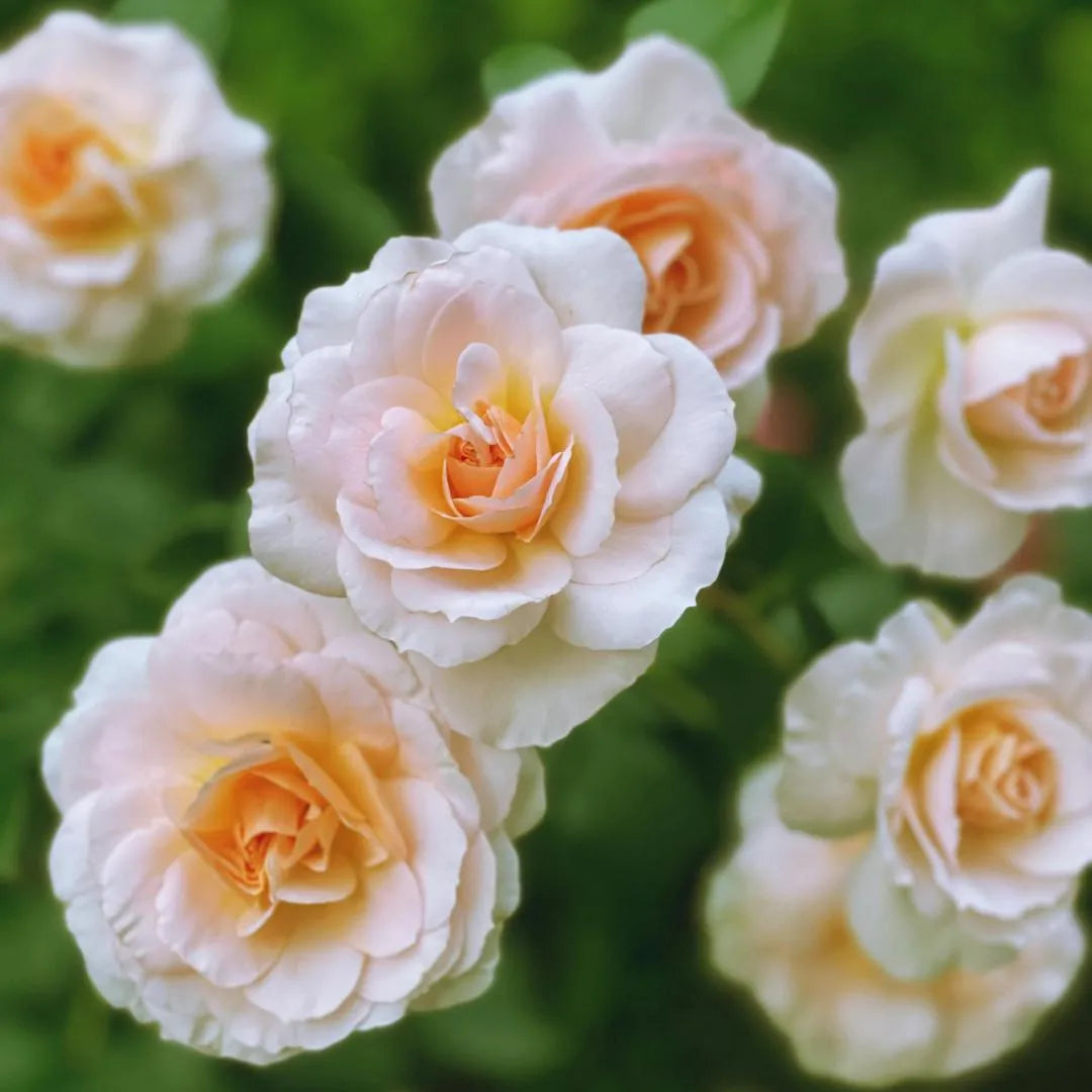 Juliet Rose sapling with soft pink-white blooms and orange centers at Soil Song