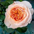 Juliet Rose sapling with peach petals and orange center - Soil Song fruit tree offering