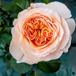 Juliet Rose sapling with peach petals and orange center - Soil Song fruit tree offering
