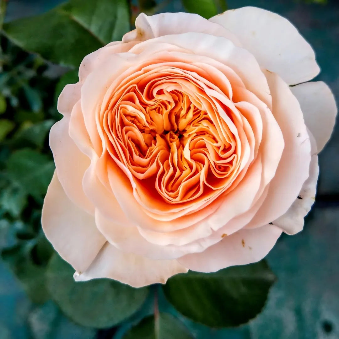 Juliet Rose sapling with peach petals and orange center - Soil Song fruit tree offering