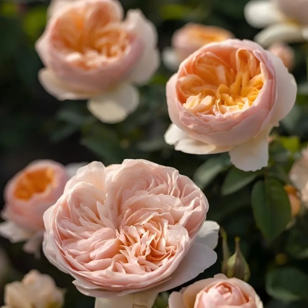 Juliet Rose