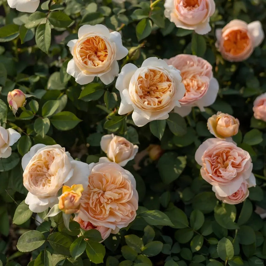 Juliet Rose Soil Song