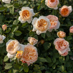 Juliet Rose Soil Song