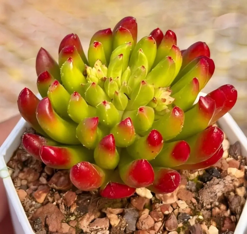 Kalanchoe Gracilis Soil Song