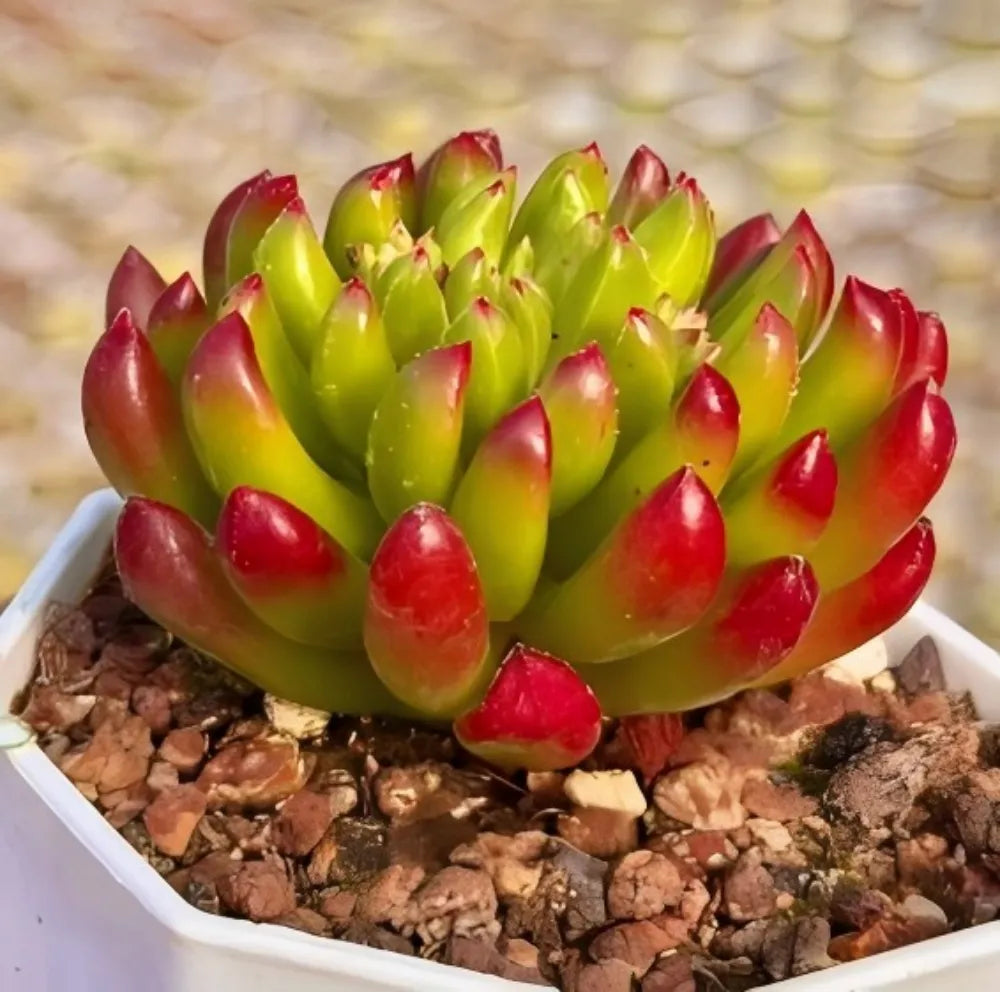 Kalanchoe Gracilis Soil Song