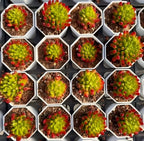Multiple succulent rosette plants in hexagonal trays, green centers with red tips