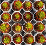 Kalanchoe Gracilis Soil Song
