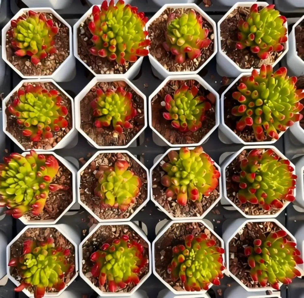 Kalanchoe Gracilis Soil Song