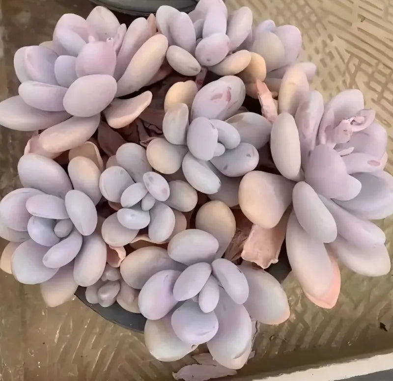 Pot with close-up view of lilac and cream succulent-like decorative pieces